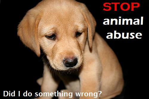 stop-animal-abuse.jpg